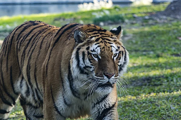 Ultrazoom-Bild des Tigers — Stockfoto