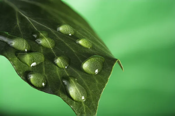 Hoja verde con gotas — Foto de Stock