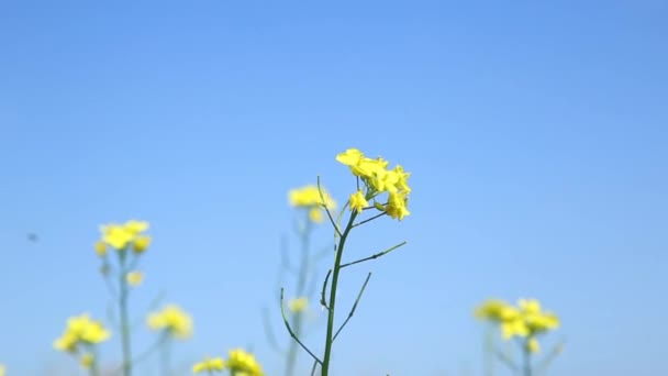 노란 야생화 바람에 좌우. 봄 자연 배경. — 비디오