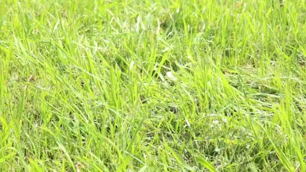 Mulheres descalços pés andando sobre campo de grama verde, ela jogando sapatos na grama — Vídeo de Stock