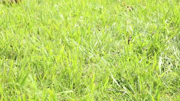 Жінки голі ноги ходять по зеленій траві, вона кидає взуття на траву — стокове відео