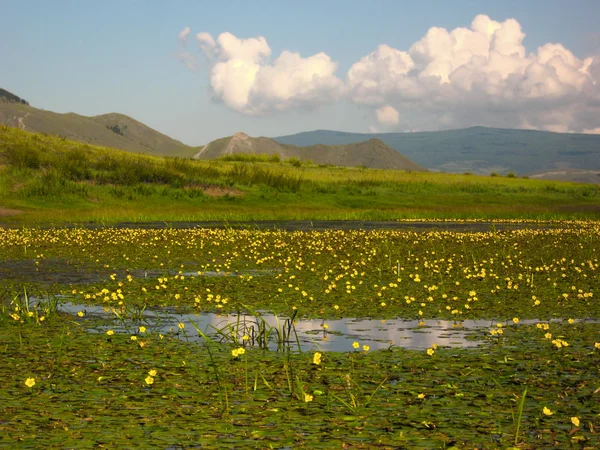 Lírios de água florescendo no rio Ust Anga no Lago Baikal — Fotografia de Stock