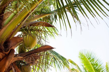 Palmiye ağaçları - mükemmel palmiye ağaçları, hindistancevizi palma üzerinde