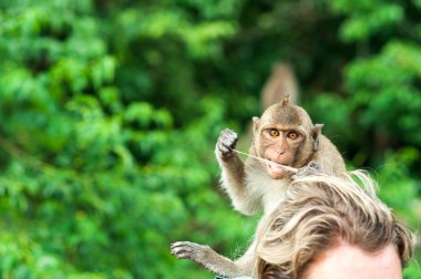 Maymun için bekleyen ve çalıntı bir Adası andaman Denizi, Tayland gıda şans arıyor. Lipe Adası, maymun insan saçı çiğniyor.