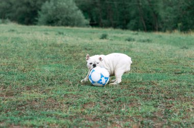 Beyaz İngilizce bulldog yeşil sahada futbol topuyla oynamaya