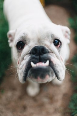 Beyaz İngilizce bulldog, yakın çekim, kameraya bakıyor
