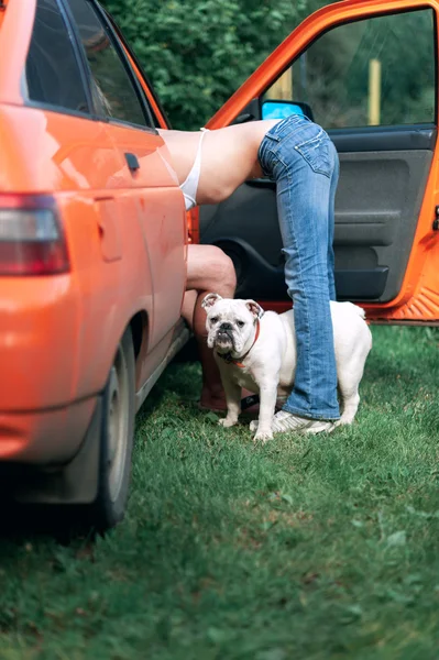 Sexy Paar im Auto und eine weiße englische Bulldogge — Stockfoto