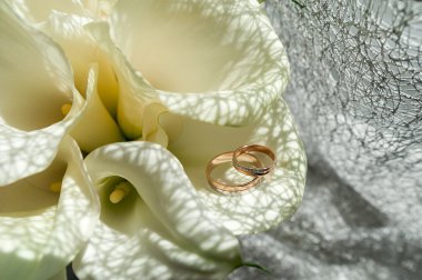 Düğün buketi, beyaz Calla Marsh palustris, bataklık Arum, su-arum, Aile Yılanyastığıgiller.