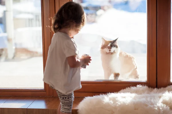Najlepsi przyjaciele. Kot i dziewczynka, patrząc przez okno. — Zdjęcie stockowe