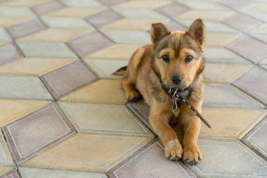 Dışarıdaki melez köpek yavrusu kameraya bakıyor. Copspace.