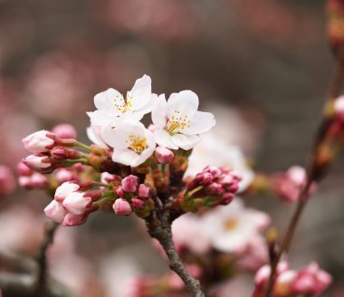 Sakura. Bahar kiraz çiçeği. Güzel pembe çiçekler