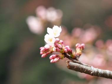 Sakura. Bahar kiraz çiçeği. Güzel pembe çiçekler