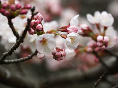 Sakura. Bahar kiraz çiçeği. Güzel pembe çiçekler