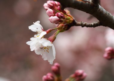 Sakura. Bahar kiraz çiçeği. Güzel pembe çiçekler