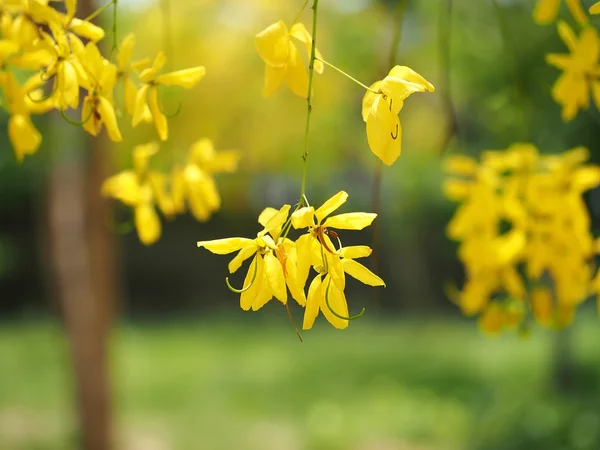 Chuveiro dourado (Cassia fistula), flor amarela flor nacional da Tailândia — Fotografia de Stock