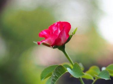 Yumuşak doğal arkaplanda kırmızı gül çiçeğini seç