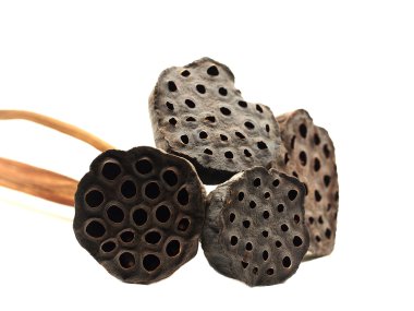 Beyaz arka plan üzerinde izole seçin odak lotus tohumları