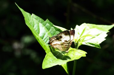 Kelebek yaprakların üzerine kapatın.