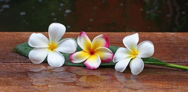 Masaje de spa con flores en las hojas, Tailandia — Foto de Stock