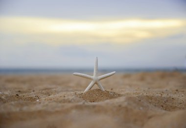 Plaj ve alacakaranlık closeup denizyıldızı günbatımı