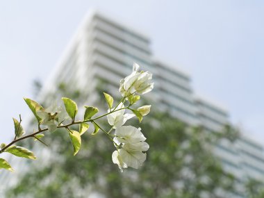 Bahçede güzel beyaz Bougaville çiçek, arka plan bina, odak seçin