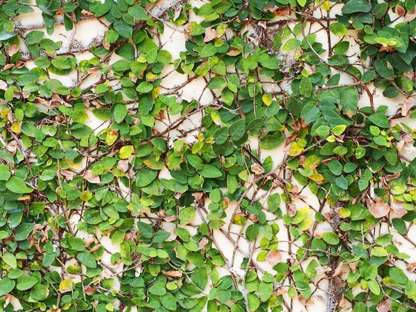 Mur vert abstrait de lierre gourde pour fond — Photo