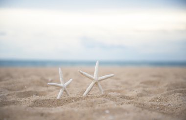 plaj portre denizyıldızı 