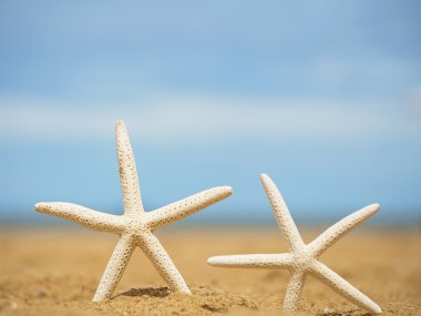 plaj portre denizyıldızı