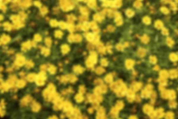 Размытые желтые цветы на лугу — стоковое фото