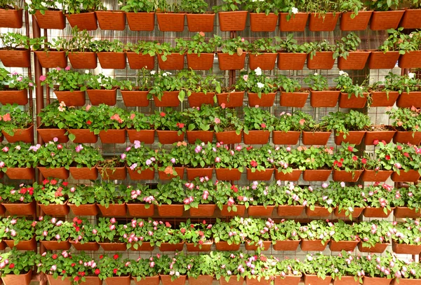 Mur de fleurs jardin vertical — Photo