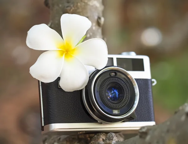 Vintage old camera with flower on the tree