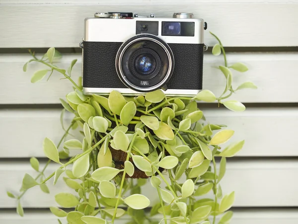 Vintage oude camera met lvy op de muur houten — Stockfoto