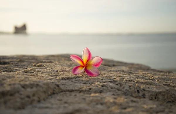 Seleccione la caída de la flor del foco en el suelo, fondo suave el mar — Foto de Stock