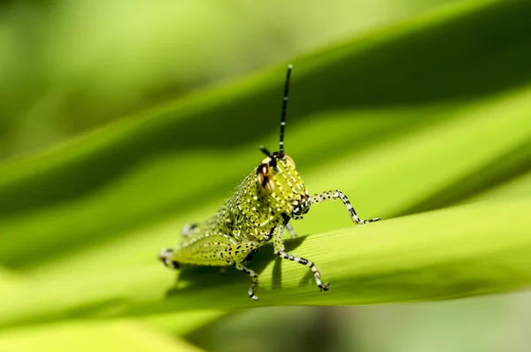 Grasshopper em uma folha verde, selecione close-up foco — Fotografia de Stock