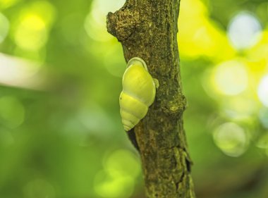 Ağaçta yeşil kabuk, Similan Tayland