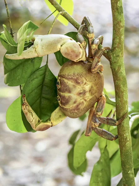 Caranguejo peludo perna montanha na árvore, Similan Tailândia — Fotografia de Stock