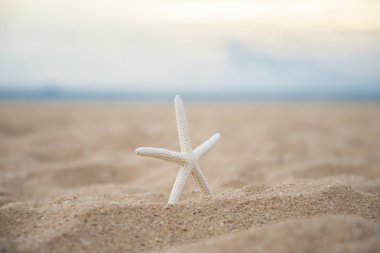 plaj portre denizyıldızı