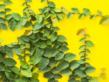 Ivy kabak arka plan için soyut yeşil duvar