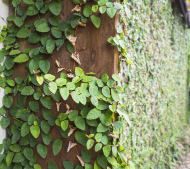 Ivy kabak arka plan, select odak için soyut yeşil duvar