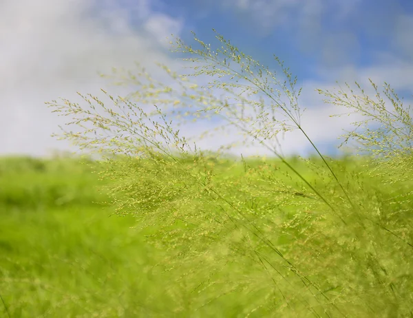 Зелене поле і блакитне небо зі світлими хмарами, вибір і м'який звук — стокове фото