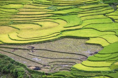 Sapa, Vietnam 'da pirinç mevsiminde teras pirinç tarlası.