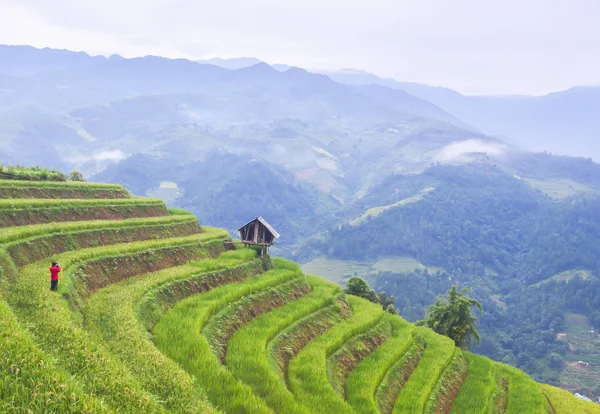 Campo di riso terrazzato nella stagione del riso a Sapa, Vietnam — Foto Stock