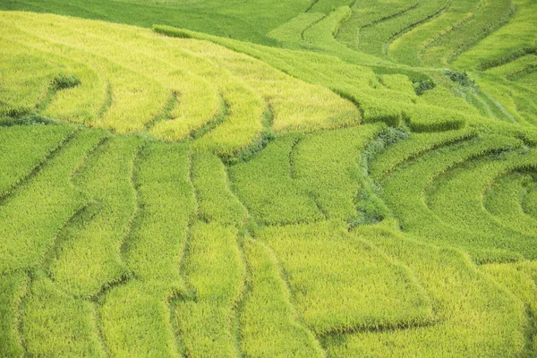 Campo di riso terrazzato nella stagione del riso a Sapa, Vietnam — Foto Stock