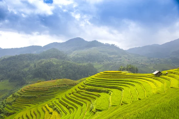 Campos de arroz em terraço de Mu Cang Chai, YenBai, Vietnã Fotografia De Stock