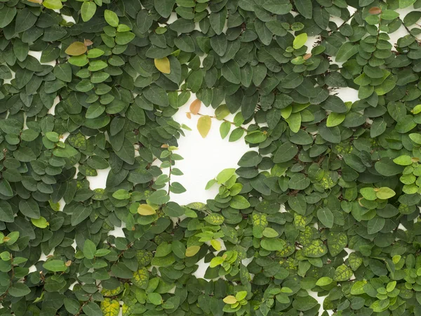 Ivy testi için arka plan beyaz arka plan üzerinde soyut yeşil duvar — Stok fotoğraf
