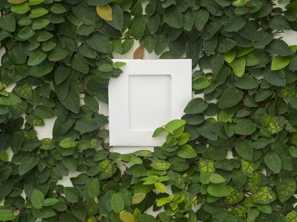 Mur vert abstrait avec le cadre sur le fond blanc de la gourde de lierre pour fond — Photo