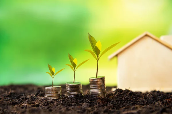 Investor of real estate. The plants growing on money coin stack for investment home green nature background. Investment mortgage fund finance and interest rate home loan.  Investment Concept