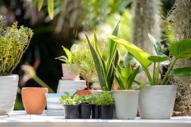 Bahçedeki çiçek ve ağacı kapat. İnsanların hobisi ve serbest bahçe işleri kapalı sera, doğa bahçesi geçmişi. Bahar ve yaz günlerinde mutlu ve eğlenin. Yaşam Tarzı Konsepti