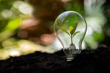 Enerji ve çevre tasarrufu. Ekoloji enerji doğasını korumak için ampuldeki ağaç büyümesi