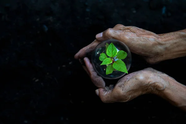 手拿灯泡的老年妇女农业 爱护能源 保护环境和自然 植物生长在减少全球拯救生物多样性的性质 生态与环境 — 图库照片